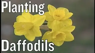 Planting Daffodils Techniques