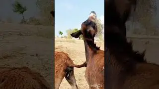 9 October 2025#donkey #funnydonkey #animals #wildlife