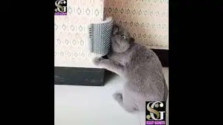cool gadgets smart appliances for cat 🐱 New gadgets 😍 smart appliances kitchen/utensils for home