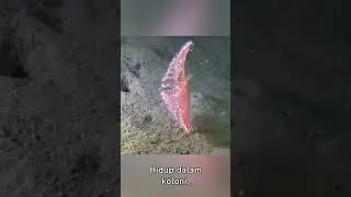Bulu Halus di Dasar Laut: Kehidupan Rahasia Pennatulacea#Pennatulacea