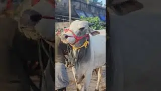 🐂Ongole bull ചന്തയിൽ വില്പനക് വന്നിരുന്നത്Andra kaala Chattipparamba Chanda Kala chantha malappuram