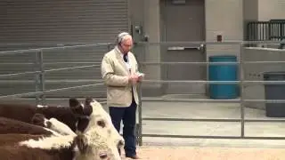 Livestock Handling Demonstration