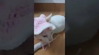 cat hat crocheting 😺💗#crochet #like #share #subscribe #cute #handmade #viral #shorts #cat #catlovers