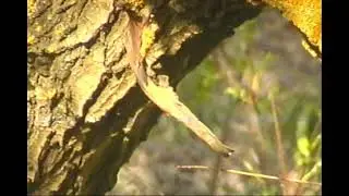 Forest Island - Song about Escapism (demo) -Максим Мандрыкин.
