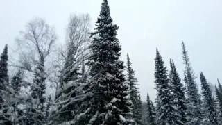Зимний лес. Снегопад.Тишина и чистый воздух