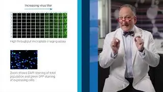 Optimize Transfection Efficiency with Cytation and Gen5 Analysis