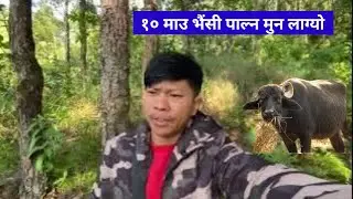 १० माउ भैंसी पालेर गाउँमै बस्न मन लाग्यो || Village life Khotang जंगलमा घाँस देखेर लोभ लाग्यो |