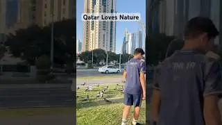 Pigeons in the city of Qatar #animals #living #explore