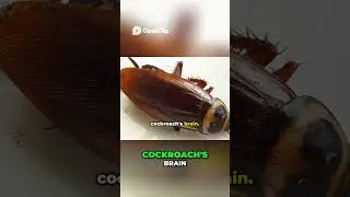 Управление разумом зомби-тараканом от Осы &mdash; настоящий ужас #животные #зомби