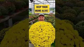 How to Keep Your Fall Mums Alive!