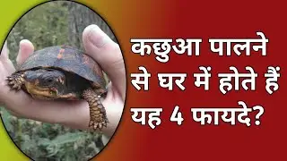 4 benefits of keeping a tortoise | kachua palne ke fayde | kachhua | kachua palan | kachua ghar me | Sea Turtle