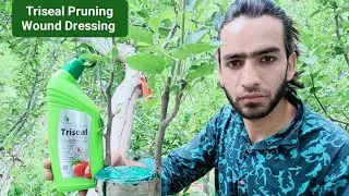 Triseal Pruning Wound Dressing🍎give protection of grafts, wounds and pruning cuts in Apple Trees 🍏🍎