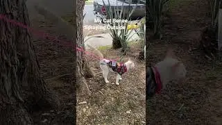 How Male Cats Spray #catbehavior #catvideos #cats #catsoftiktok #catspraying #diapers #nature #lol
