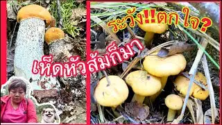 ระวัง(ตกใจ)‼️เห็ดผึ้งขาลายหัวส้ม(มาแล้วๆ)⁉️kantareller,Tegelsopp 2 กรกฎาคม 2021