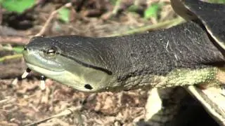 Tortuga de laguna/Side-necked Turtle - Roberto Ares