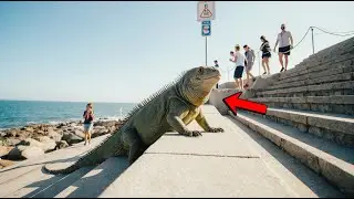 Iguana Owned the Seawall Steps, and the Tourists Walked Around