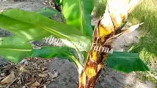 The beauty in Banana Farming