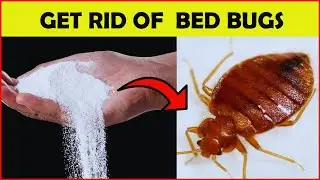 KILL Every Bed Bugs In Your Room | GUARANTEED SAFE METHOD