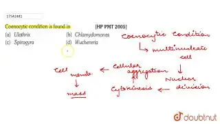 Coenocytic condition is found in