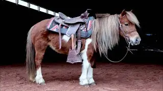 Cinnamon | 5 YRO | 33.5” | Mini Mare