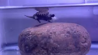 Snapping Turtle Feeding !