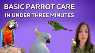 Basic Parrot Husbandry and Care in Under 3 Minutes, From a Vet