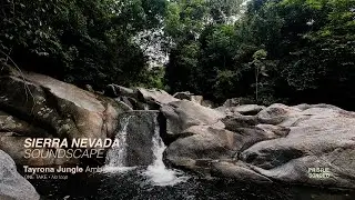 Purest water Sounds | Jungle Stream Soundscape &ndash; One Take &bull; No Loop | Colombia