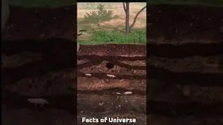 How To Kill Rats Using a Rodent Machine | Gopher Blaster #rattricks
