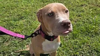5 month Pitbull mix 