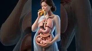 See How a Pregnant Body Digests a Banana | Realistic 3D Digestive System Animation #pregnancydiet