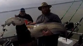 Big Wheeler lake Blue catfish, spring bluecats in Alabama! Dragging wheeler lake catfishing.