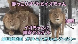 旭山動物園　ほっこりオリトとイオちゃん　イオちゃんに顔を寄せるオリト　オリトの咆哮　Orito & Io family　Lion family　Asahiyamazoo