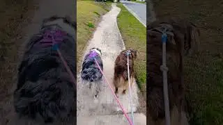 Afternoon walk #dog #cuteanimal #florida