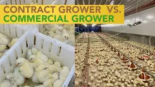 Contract Growers = Stability, Commercial Growers = More Profit Potential