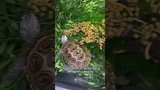 How Much Do TURTLES EVEN EAT? 🤔🐢