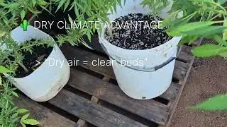 Asking ChatGPT about growing Hazes #outdoor #organic