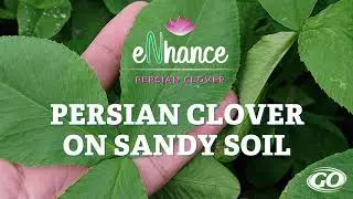eNhance Persian Clover | Sandy Soils