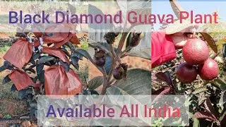 Black Diamond Guava Plant Supplier All India Delivery Call 74328 66526 