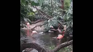 Эти удивительные пернатые создания (These amazing feathered creatures)