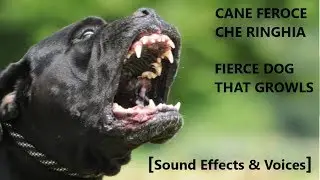 Cane Feroce che Ringhia 🐺 Fierce Dog that Growls 🐺 [Sound Effects & Voices] 🐺