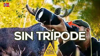 🔥 PRUEBO el CANON RF 600mm f11 con ALCES en NORUEGA. ¿Vale para FOTO de FAUNA? | Episodio #42