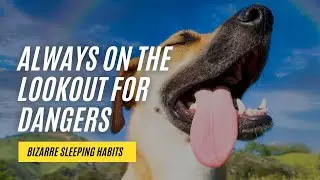 Weird Animal Sleep: The Most Bizarre and Unique Sleeping Habits in the Animal Kingdom