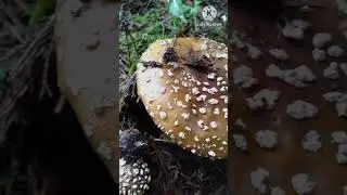 ้เห็ดพิษน้ำตาล Brun flugsvamp (Amanita regalis)