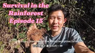 🌿 Survival in the Rainforest &ndash; Episode 15 | Finding Wild Yams & Setting Bamboo Protein Traps