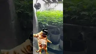 Big yields in 4x4 grow tent #garden #plants #organic