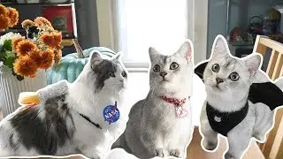 4 DIY Halloween Costumes for CATS!