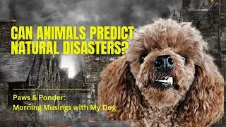 Can animals predict natural disasters? Let's dive into this intriguing behavior.