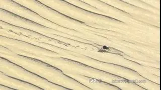 Scarab beetle in desert