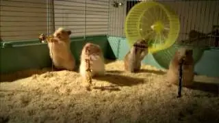 Drench Clever Hamsters Christmas song - Official