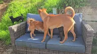 20260111 Foster Brotherly love in the backyard 12 36 38